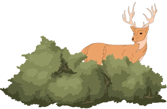 Cerbul