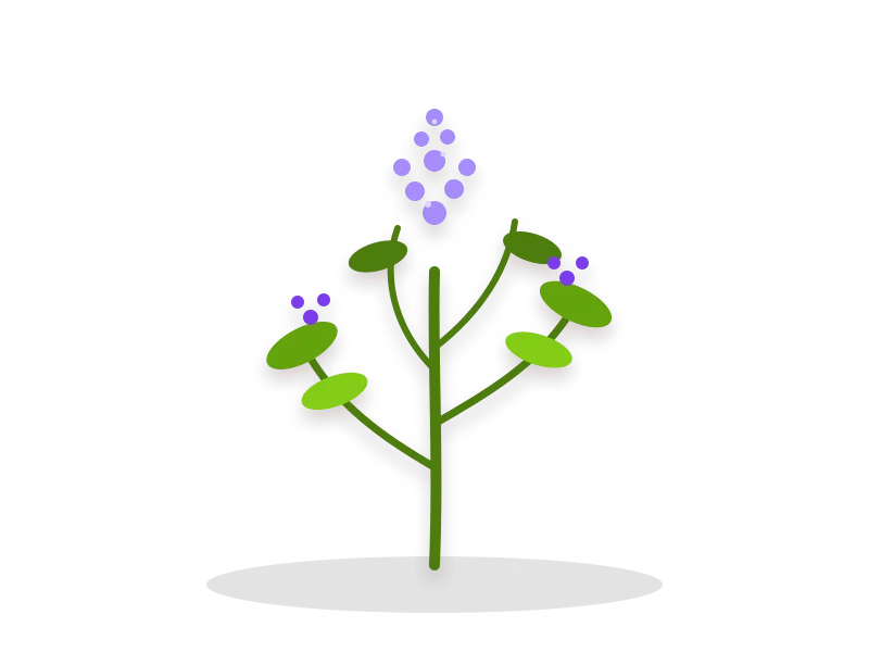 Isopul
